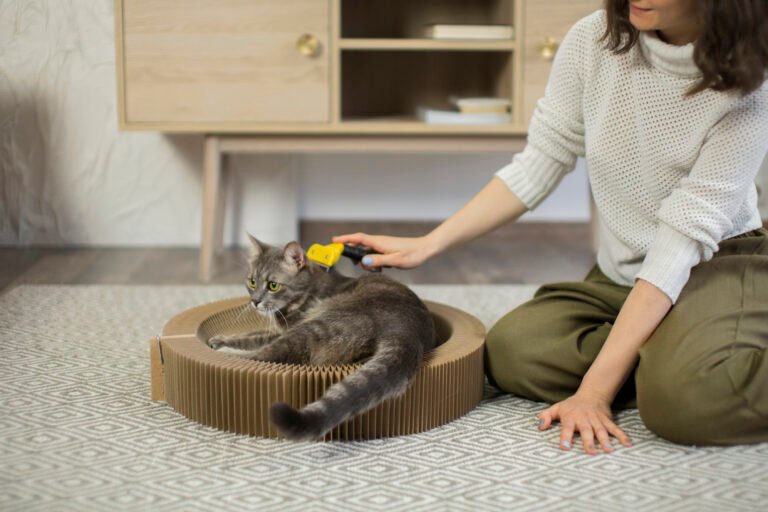 Interactive Cat Toys