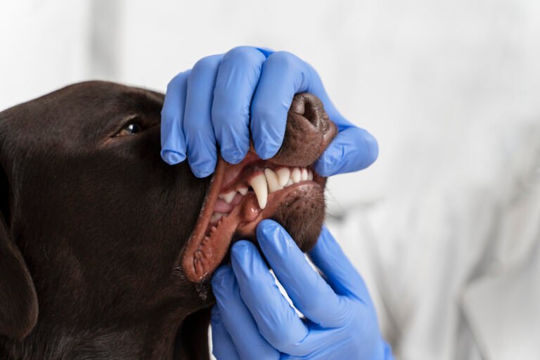 Dog Dental Chews
