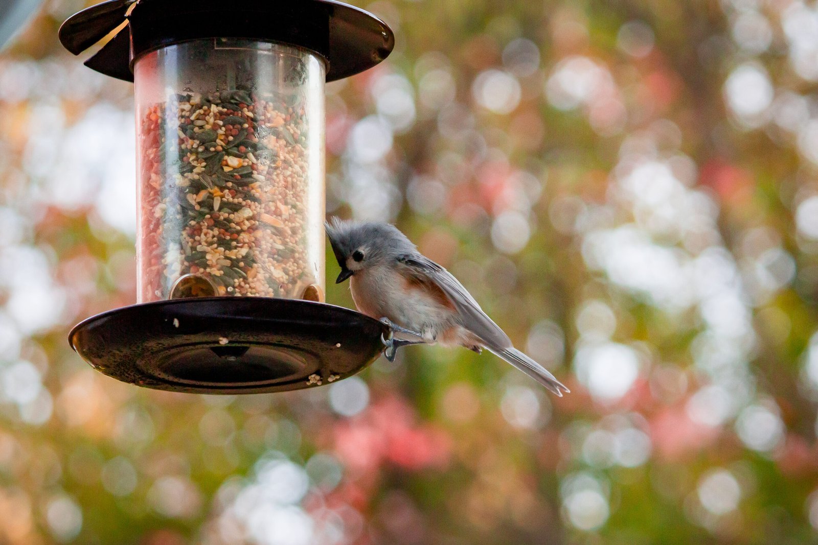 Smart Bird Feeder: 7 Amazing Ways to Improve Birdwatching (Proven Guide) 1 Smart Bird Feeder