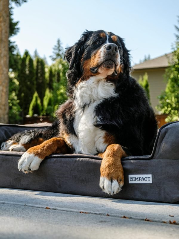 pexels-impact-dog-crates-1789722873-28860742 pexels-impact-dog-crates-1789722873-28860742
